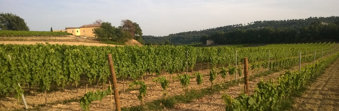 Vignes et vins du Luberon